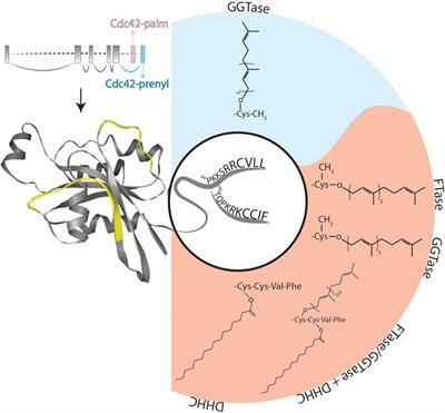 Lipidation of small GTPase Cdc42 as regulator of its physiological and pathophysiological functions